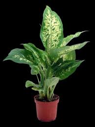 Buzogányvirág (Dieffenbachia maculata)