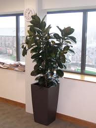 Fikusz (Ficus benjamina, F. elastica, F. cyathistipula)
